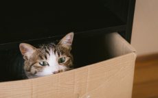 段ボールについて3　段ボールの始まりは『シルクハット』？